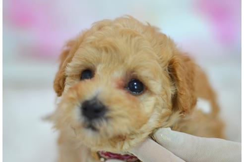 成約済の埼玉県のタイニープードル-131136の8枚目